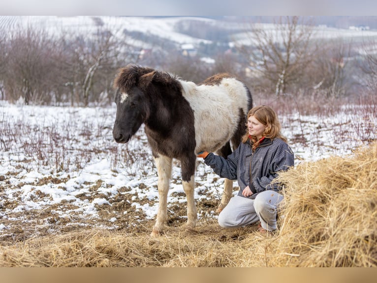 Huzule Hengst 1 Jahr 142 cm Tobiano-alle-Farben in Pruchnik