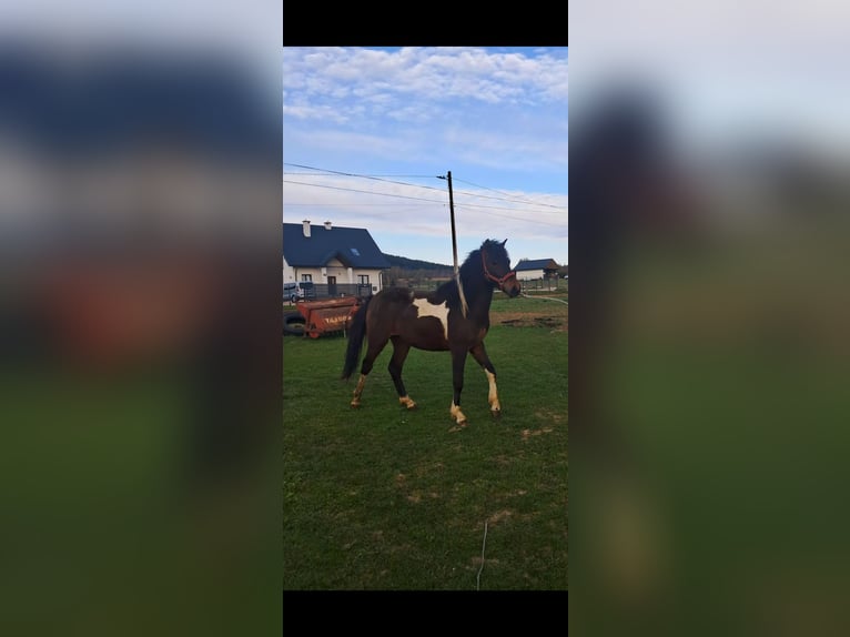Huzule Hengst 2 Jaar 132 cm Gevlekt-paard in Wójtowa