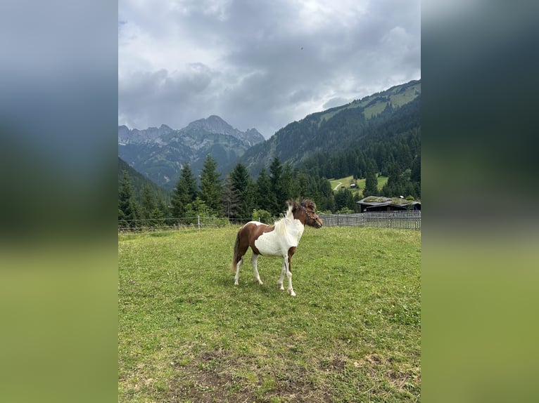Huzule Mix Hengst 2 Jaar 134 cm Gevlekt-paard in Nesselwängle