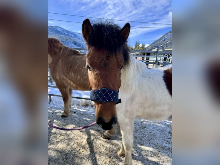 Huzule Mix Hengst 2 Jaar 134 cm Gevlekt-paard in Nesselwängle