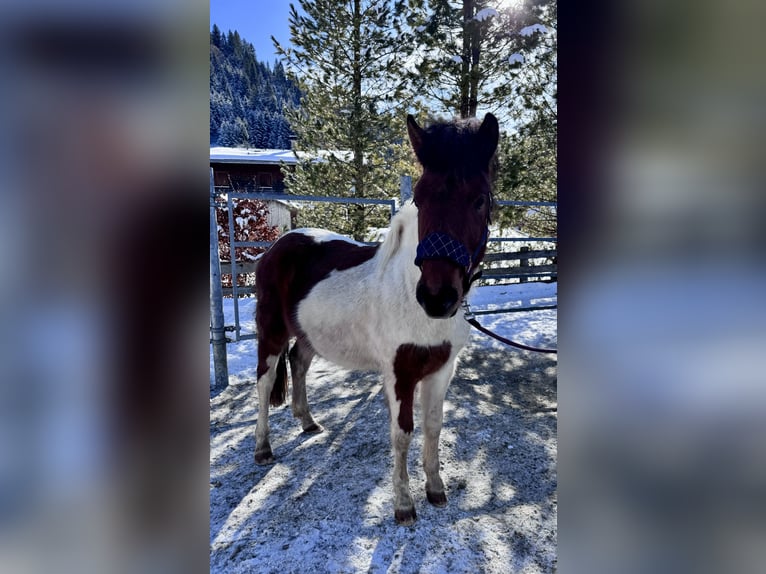 Huzule Mix Hengst 2 Jaar 134 cm Gevlekt-paard in Nesselwängle