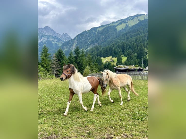 Huzule Mix Hengst 2 Jaar 134 cm Gevlekt-paard in Nesselwängle