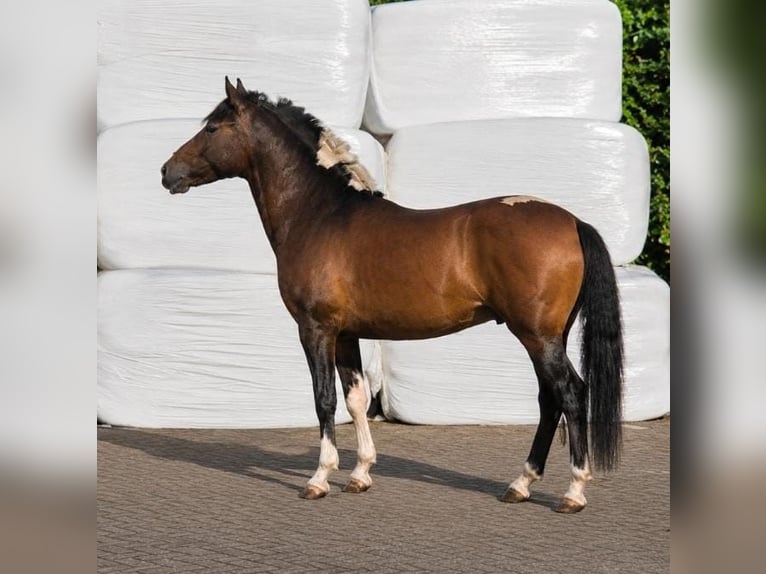 Huzule Hengst 2 Jaar 140 cm Gevlekt-paard in Someren