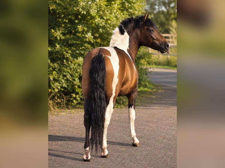 Huzule Hengst 2 Jaar 140 cm Gevlekt-paard in Someren