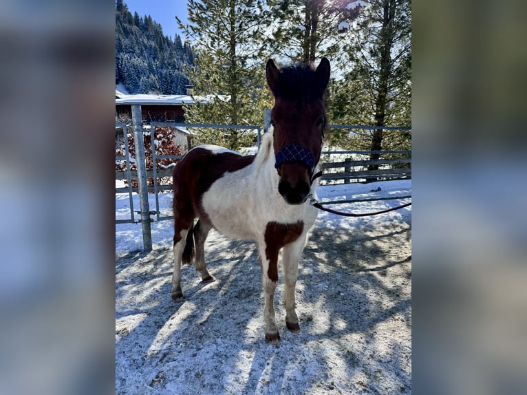 Huzule Mix Hengst 2 Jahre 134 cm Schecke in Nesselwängle