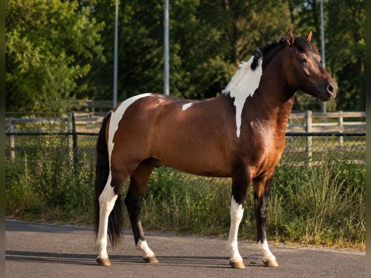 Huzule Hengst 2 Jahre 140 cm Schecke in Someren
