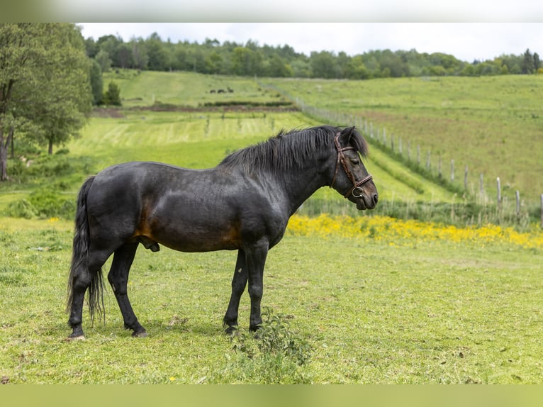 Huzule Hengst 3 Jaar 145 cm Tobiano-alle-kleuren in Jodłówka