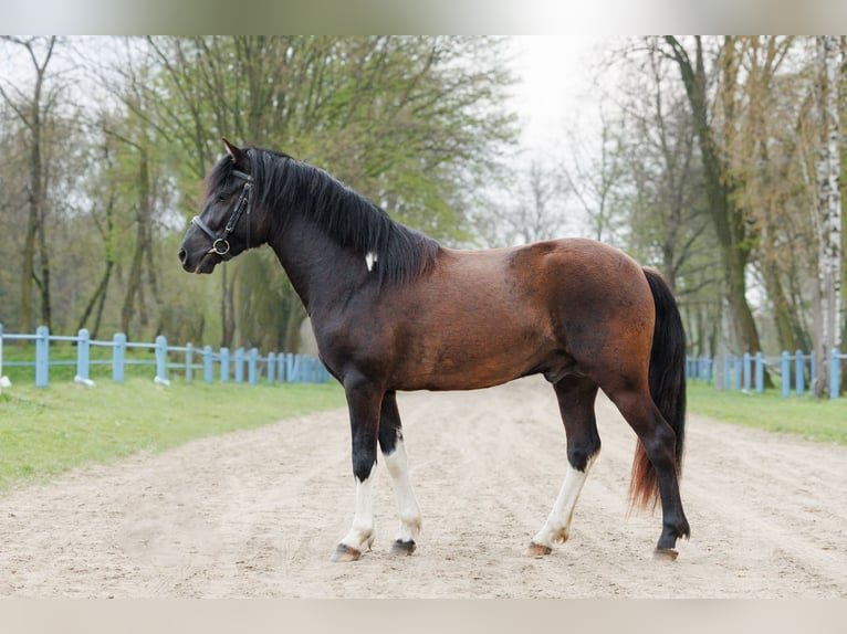 Huzule Hengst 3 Jahre 145 cm Tobiano-alle-Farben in Jodłówka