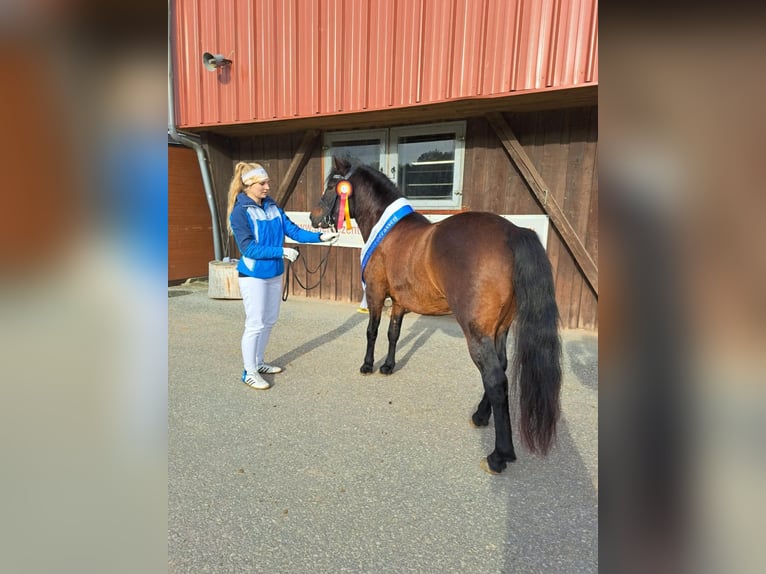 Huzule Hengst 3 Jahre 145 cm Tobiano-alle-Farben in Jodłówka
