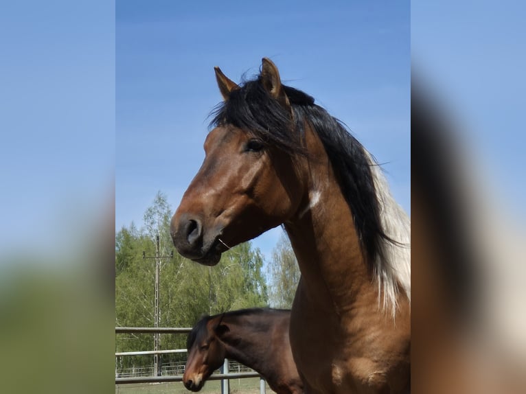 Huzule Hengst 4 Jaar 141 cm Gevlekt-paard in Młodzianów