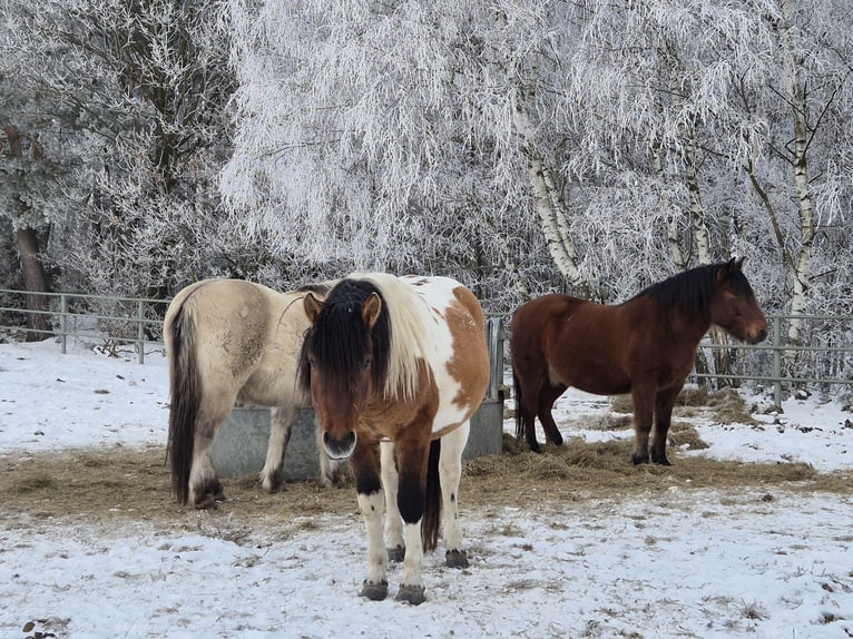 Huzule Hengst 4 Jaar 141 cm Gevlekt-paard in Młodzianów