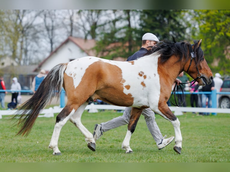Huzule Hengst 4 Jaar 141 cm Gevlekt-paard in Młodzianów