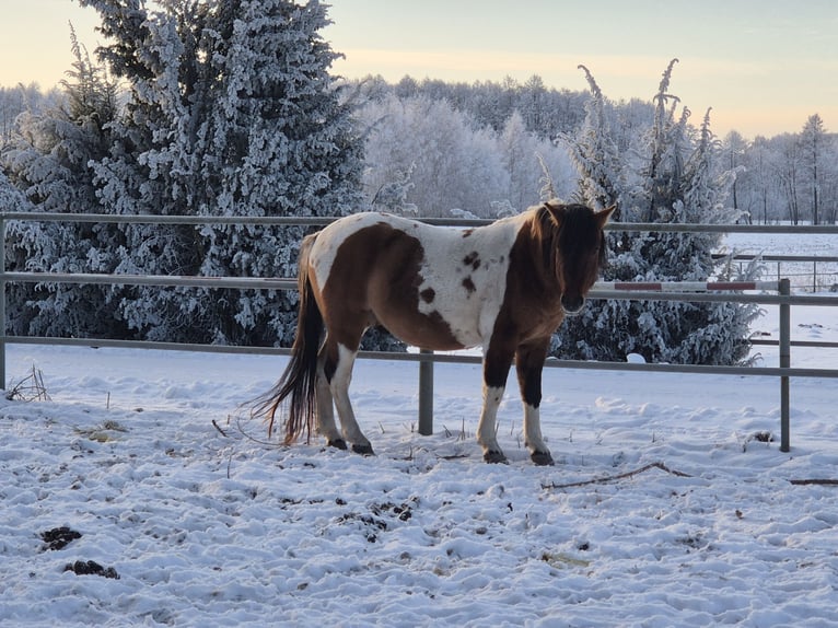 Huzule Hengst 4 Jaar 141 cm Gevlekt-paard in Młodzianów