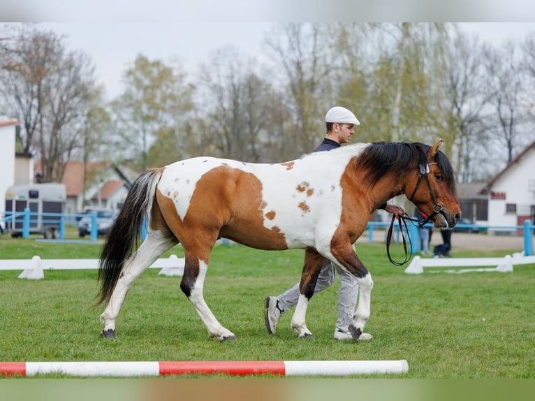 Huzule Hengst 4 Jahre 141 cm Schecke in Młodzianów