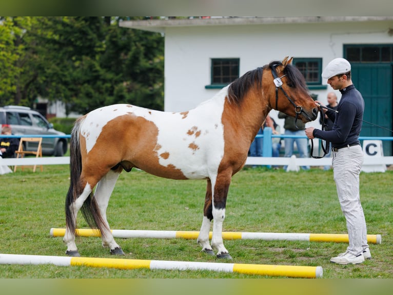 Huzule Hengst 4 Jahre 141 cm Schecke in Młodzianów
