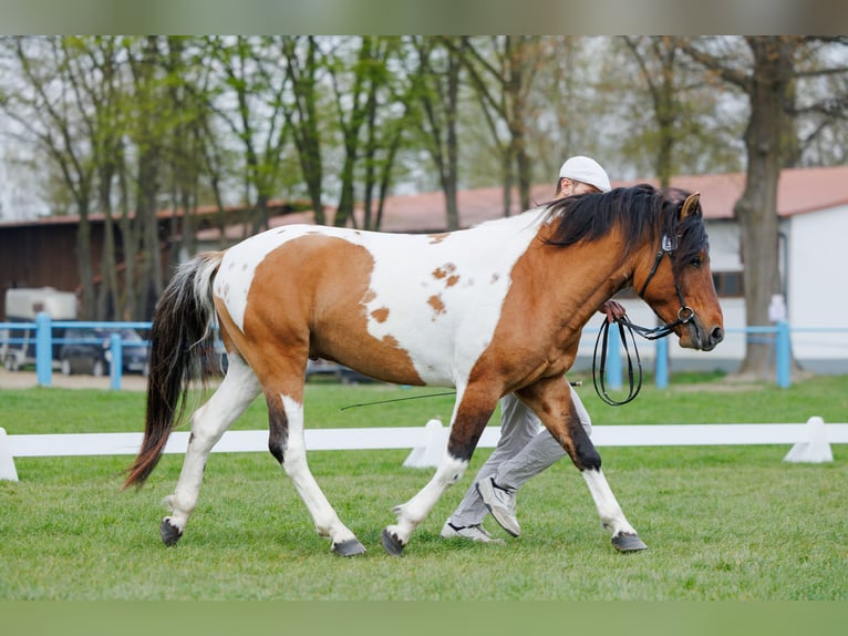 Huzule Hengst 4 Jahre 141 cm Schecke in Młodzianów