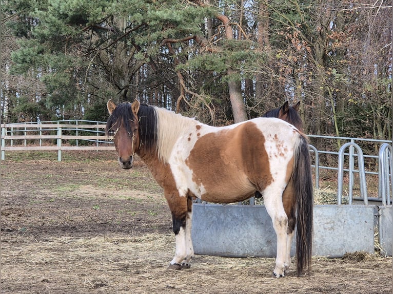 Huzule Hengst 4 Jahre 141 cm Schecke in Młodzianów