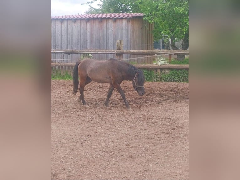 Huzule Hengst 5 Jaar 136 cm Donkerbruin in Hannoversch M&#xFC;nden