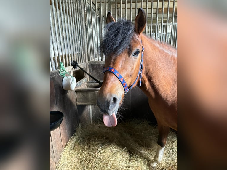 Huzule Hengst 5 Jaar 142 cm Gevlekt-paard in Thale