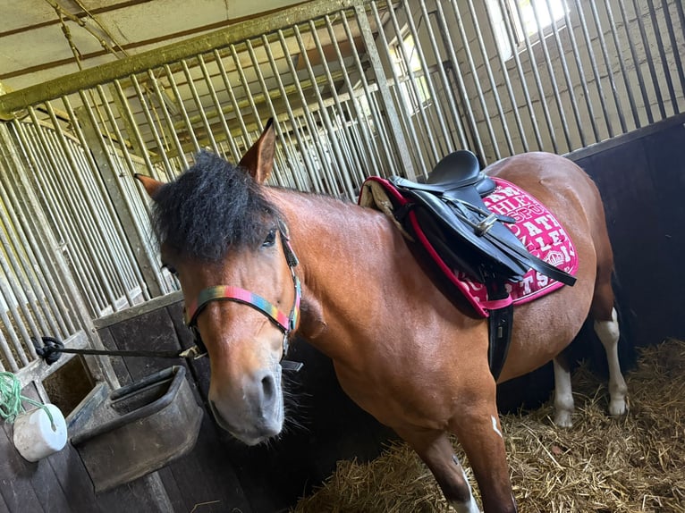 Huzule Hengst 5 Jaar 142 cm Gevlekt-paard in Thale