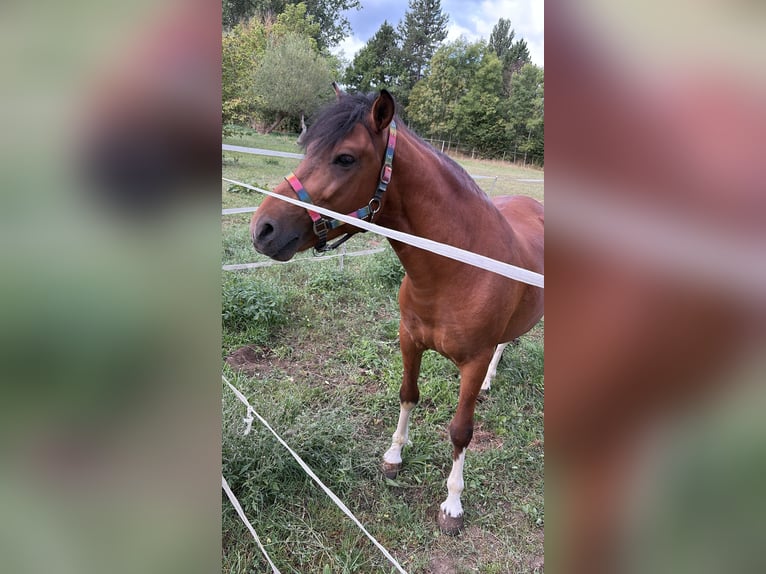 Huzule Hengst 5 Jaar 142 cm Gevlekt-paard in Thale