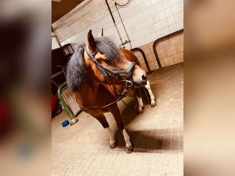 Huzule Hengst 5 Jaar 142 cm Gevlekt-paard in Thale