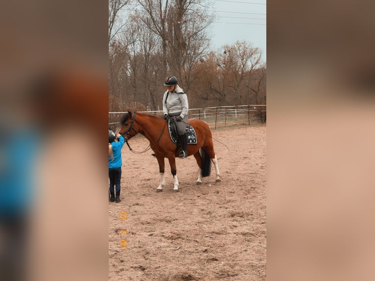 Huzule Hengst 5 Jaar 142 cm Gevlekt-paard in Thale