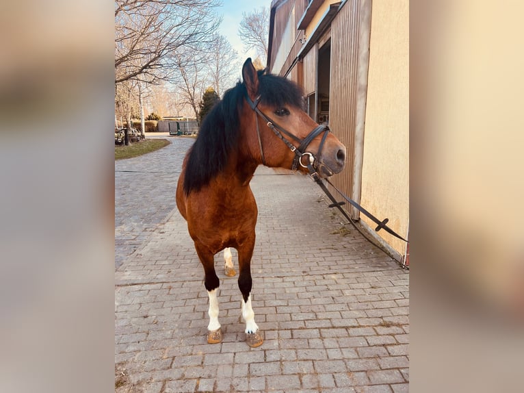 Huzule Hengst 5 Jaar 142 cm Gevlekt-paard in Thale