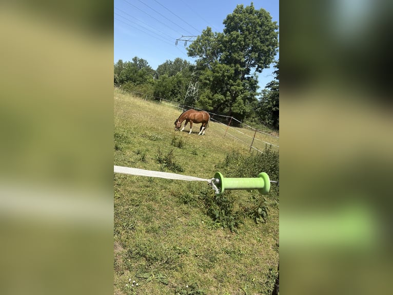 Huzule Hengst 5 Jaar 142 cm Gevlekt-paard in Thale
