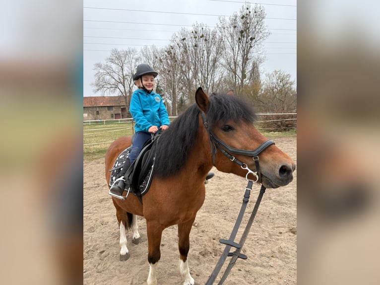 Huzule Hengst 5 Jaar 142 cm Gevlekt-paard in Thale