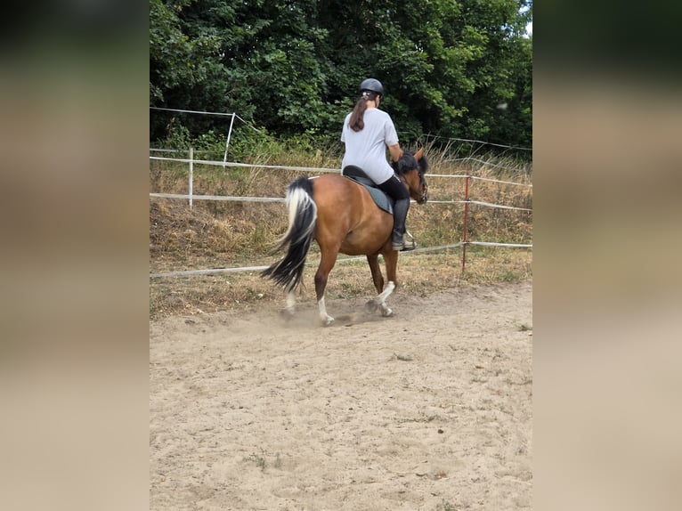 Huzule Hengst 5 Jaar 142 cm Gevlekt-paard in Thale