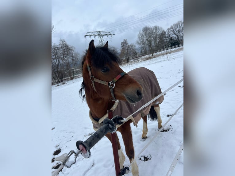 Huzule Hengst 5 Jaar 142 cm Gevlekt-paard in Thale