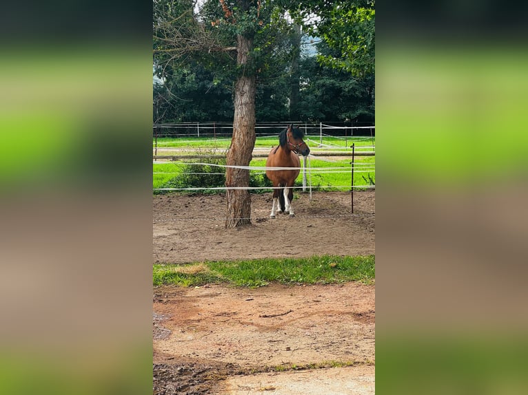 Huzule Hengst 5 Jaar 142 cm Gevlekt-paard in Thale