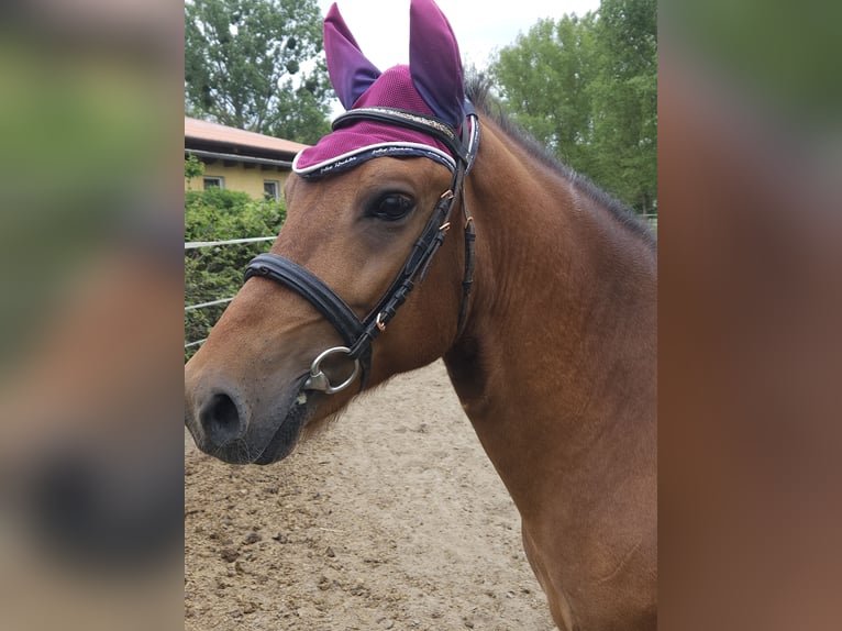 Huzule Hengst 5 Jaar 142 cm Gevlekt-paard in Thale