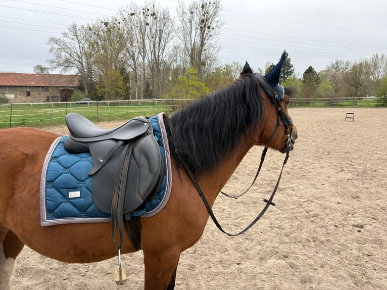 Huzule Hengst 5 Jaar 142 cm Gevlekt-paard in Thale