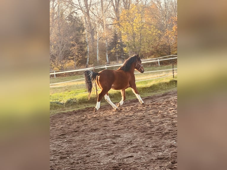 Huzule Hengst 5 Jaar 142 cm Gevlekt-paard in Thale