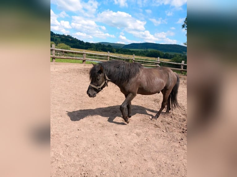 Huzule Hengst 5 Jahre 136 cm Dunkelbrauner in Hannoversch M&#xFC;nden