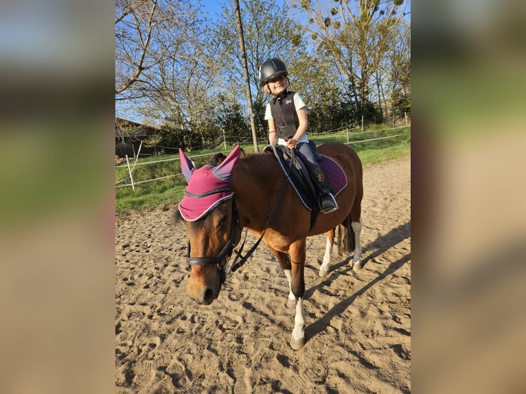 Huzule Hengst 5 Jahre 142 cm Schecke in Thale