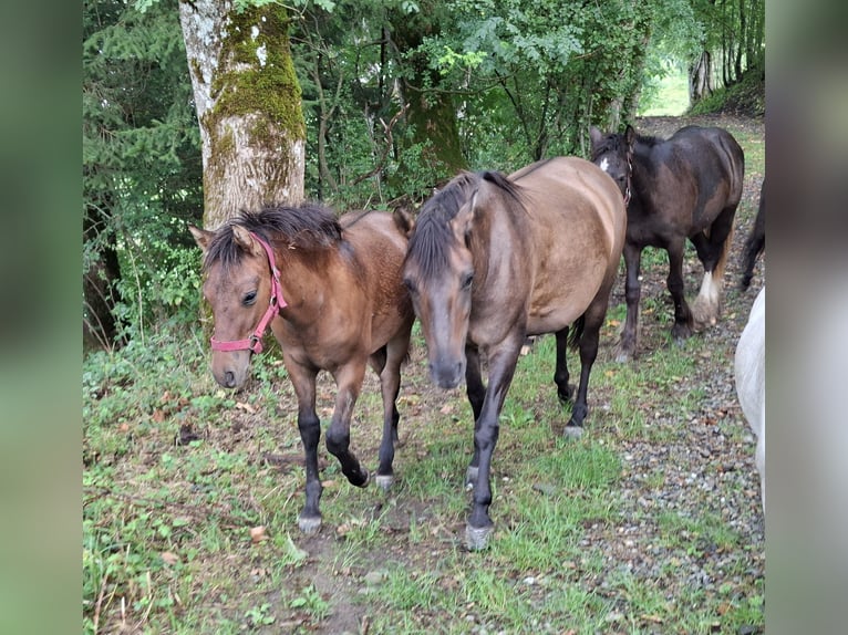 Huzule Hengst Fohlen (03/2026) 135 cm Falbe in Argenbühl