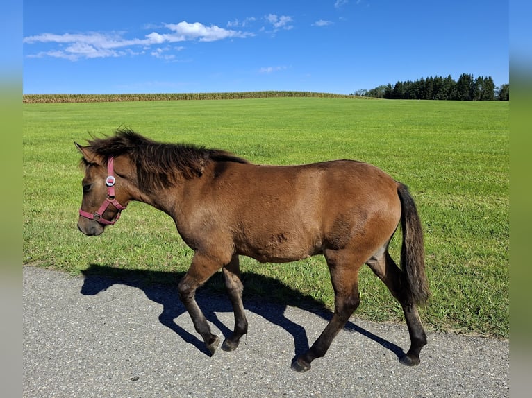 Huzule Hengst Fohlen (03/2026) 135 cm Falbe in Argenbühl