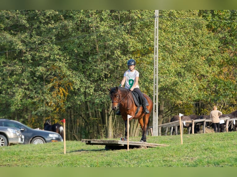 Huzule Hengst Fohlen (03/2025) 140 cm Dunkelbrauner in Jod&#x142;&#xF3;wka