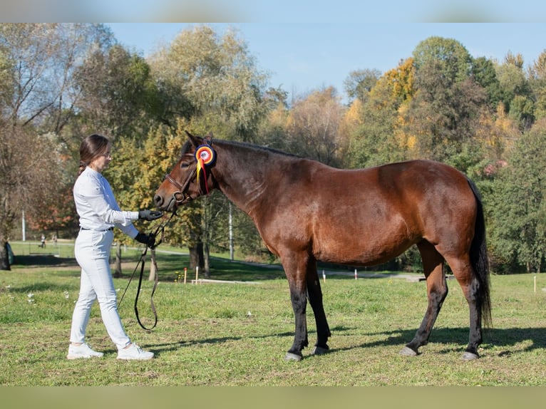 Huzule Hengst Fohlen (03/2025) 140 cm Dunkelbrauner in Jod&#x142;&#xF3;wka
