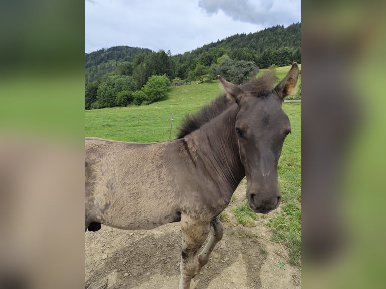 Huzule Hengst Fohlen (05/2024) 140 cm Falbe in Weiz