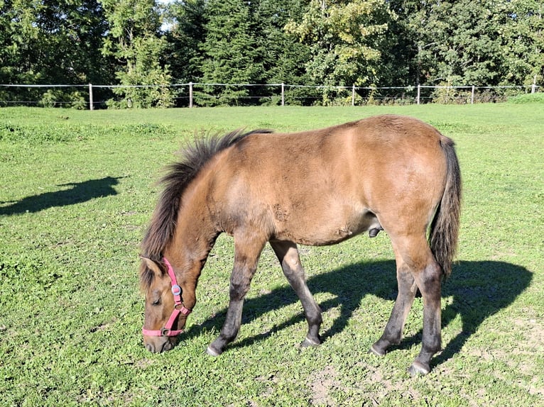 Huzule Hengst Veulen (03/2026) 135 cm Falbe in Argenbühl