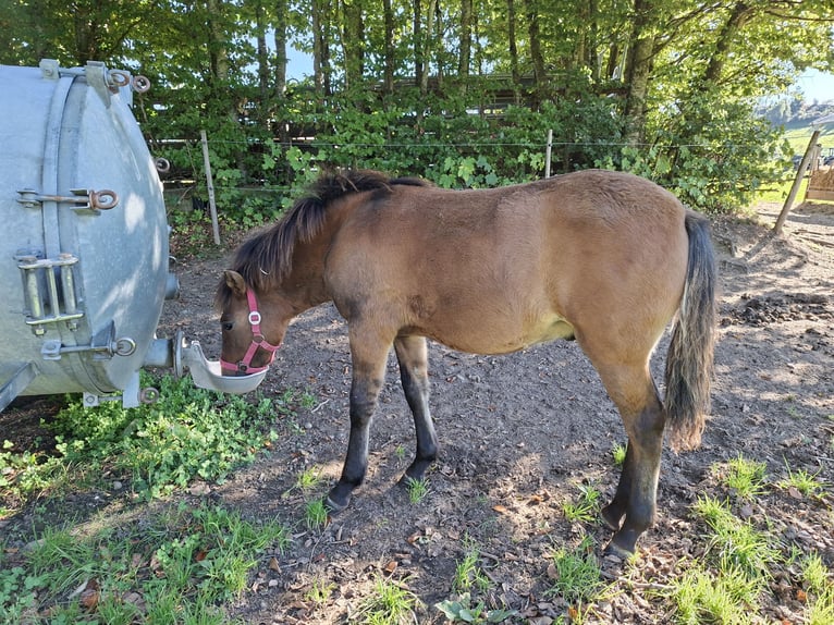Huzule Hengst Veulen (03/2026) 135 cm Falbe in Argenbühl