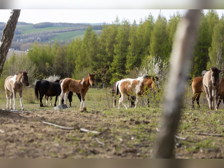 Huzule Hengst Veulen (02/2026) 145 cm Tobiano-alle-kleuren in Przemyśl