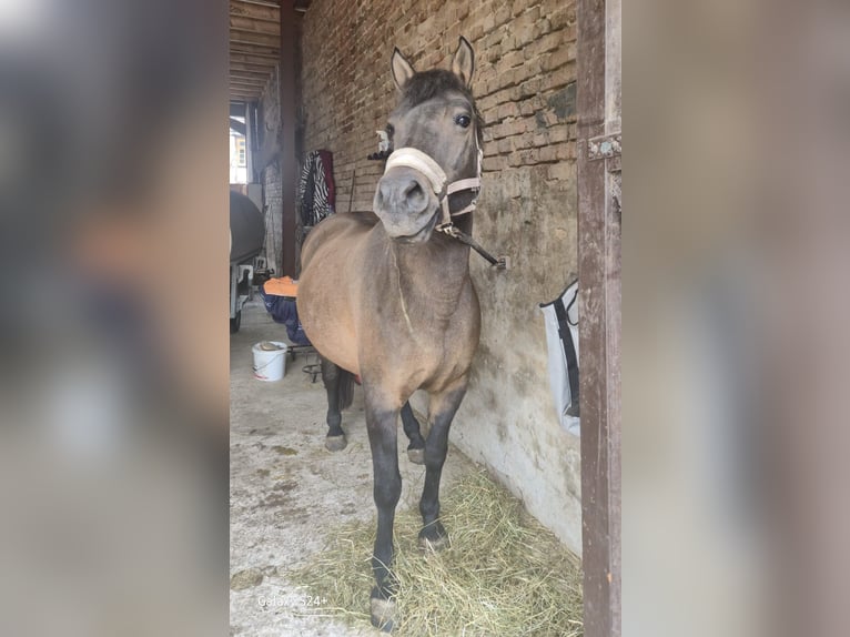 Huzule Merrie 10 Jaar 140 cm Falbe in Golmbach