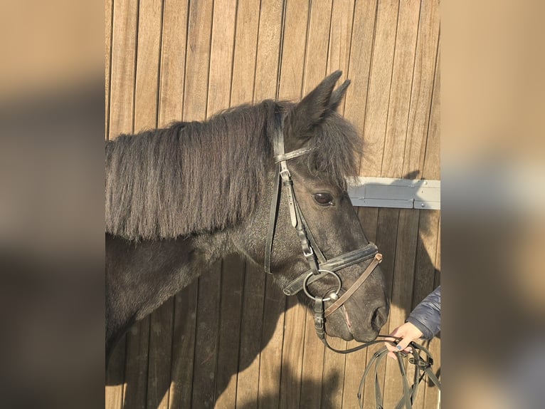 Huzule Merrie 10 Jaar 140 cm Zwart in Mülheim an der Ruhr