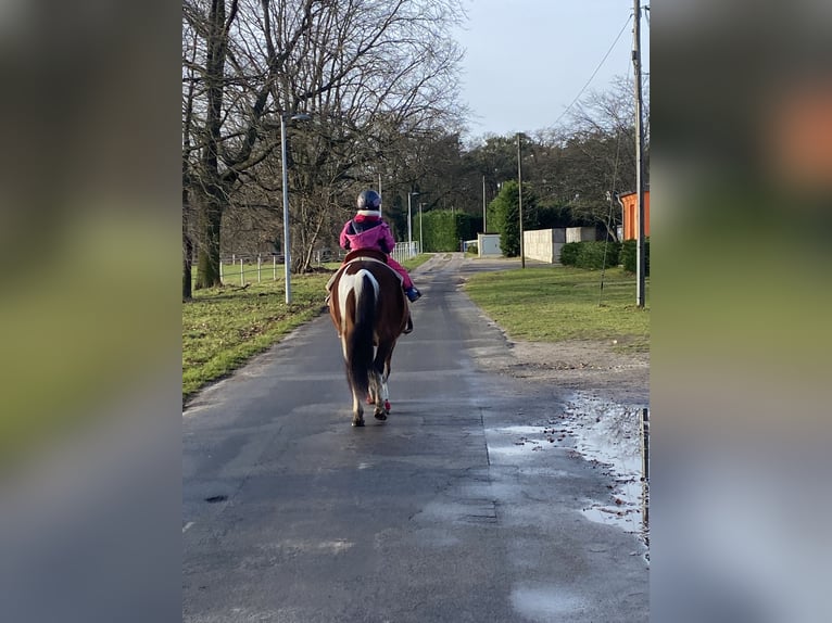 Huzule Merrie 10 Jaar 142 cm Gevlekt-paard in Blankenfelde