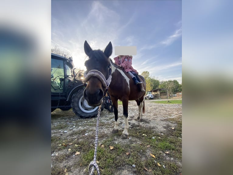 Huzule Merrie 10 Jaar 142 cm Gevlekt-paard in Blankenfelde
